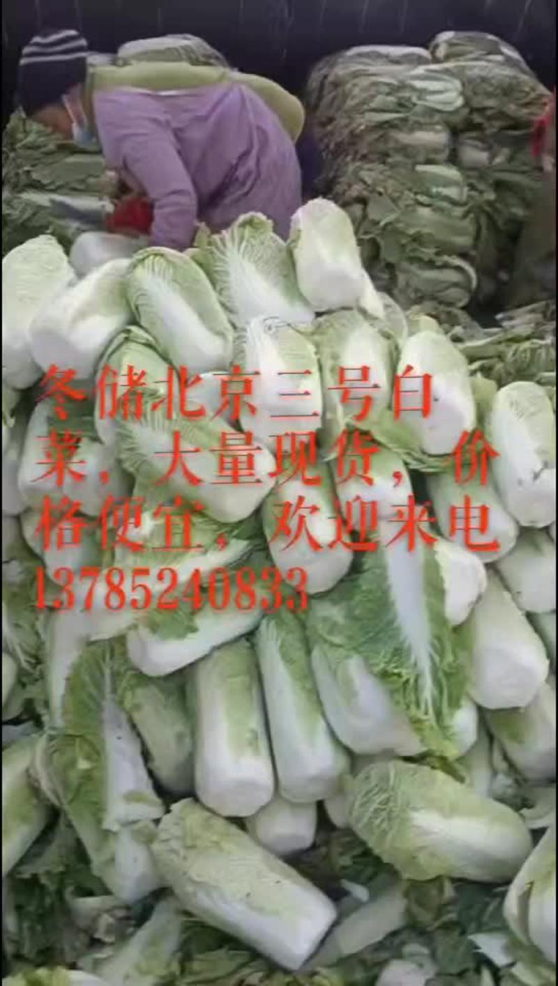 冬储北京三号白菜