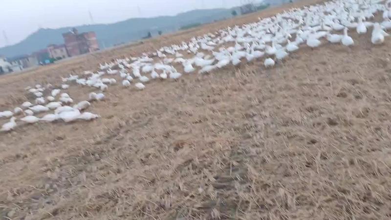 江西鹰潭散养土鸭品质保证大量供应纯粮食喂养