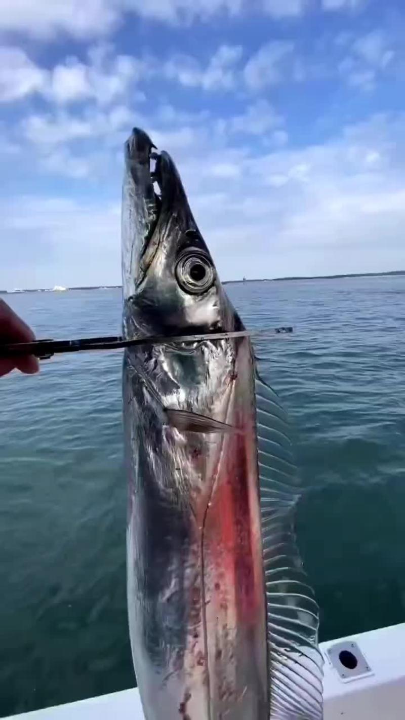 整条带鱼