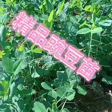 广西精品豌豆贝畅销北京上海香港新加坡