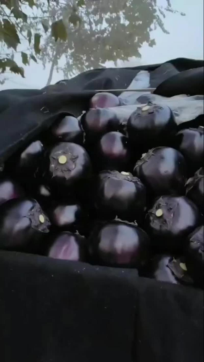 紫光圆茄河北精品圆茄商超配菜一条龙服务规格全品类多