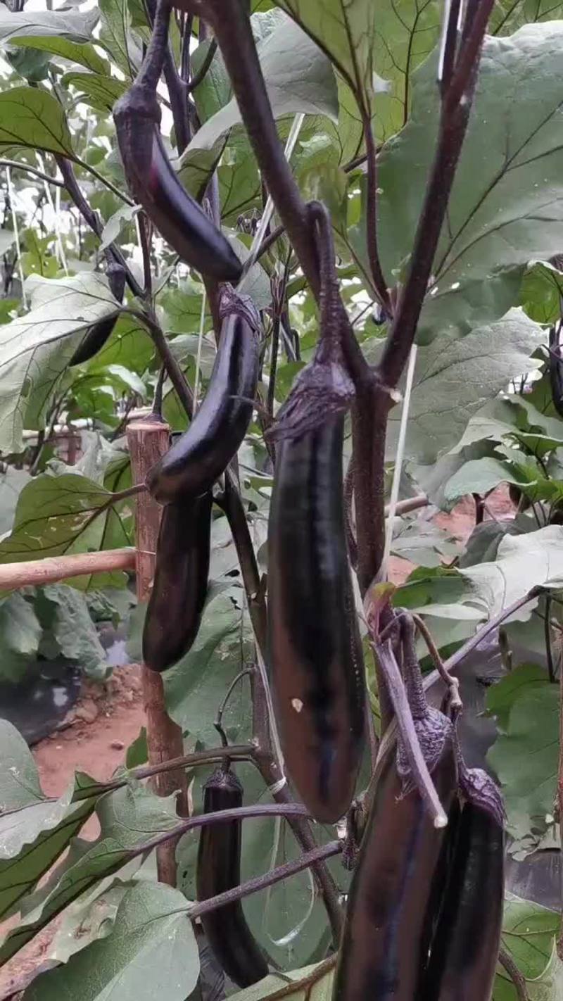 南韩黑蛟龙长茄种子，黑长茄种子，基地专用，条长靓丽，抗病