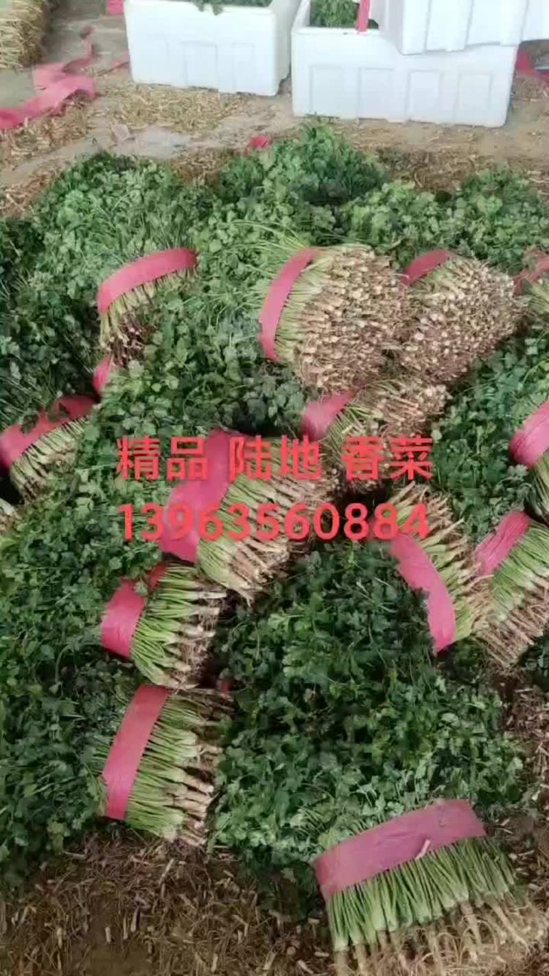 聊城东昌府区沙镇镇优质香菜万亩基地常年供应大小香菜