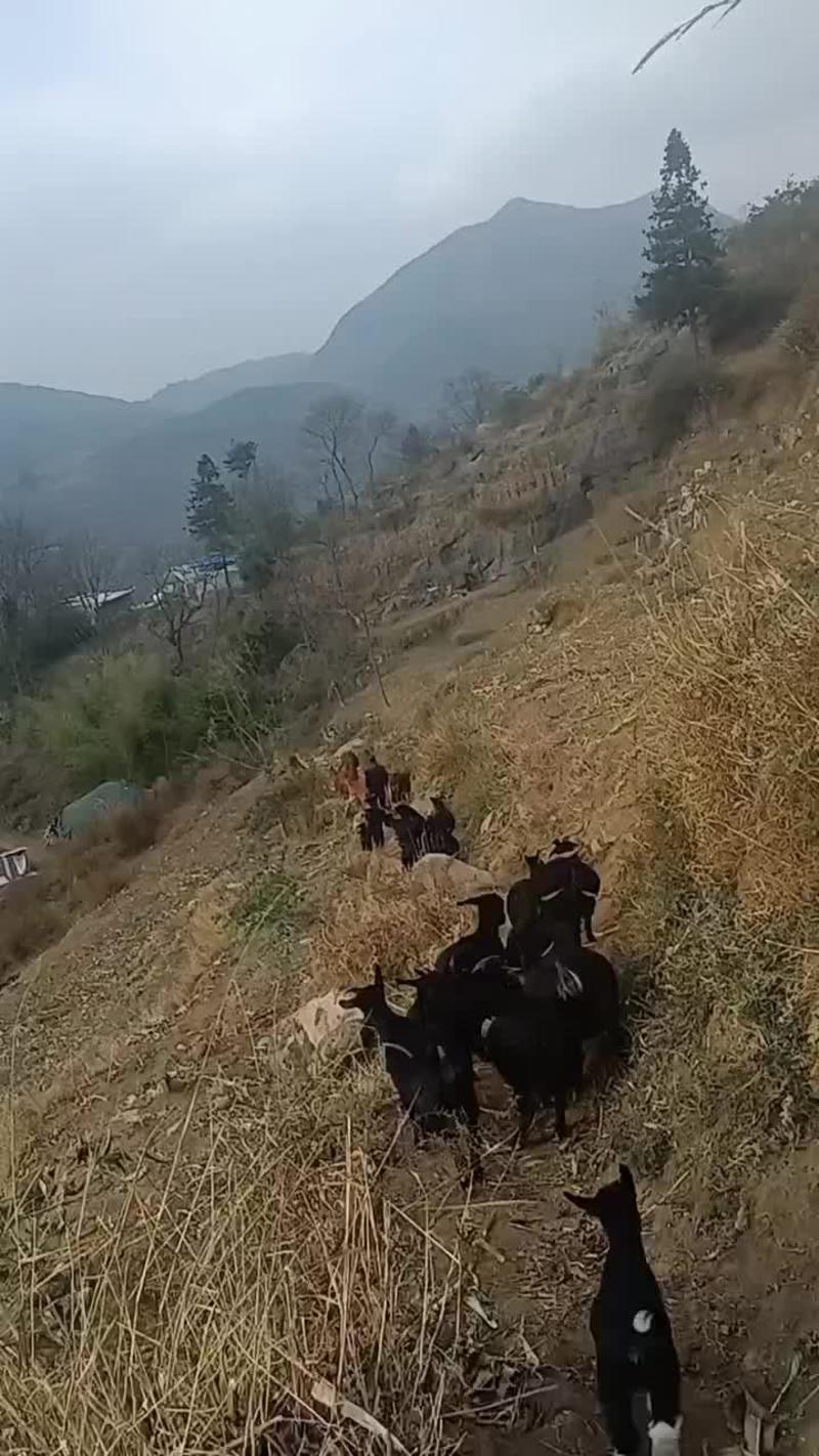 贵州跑山羊