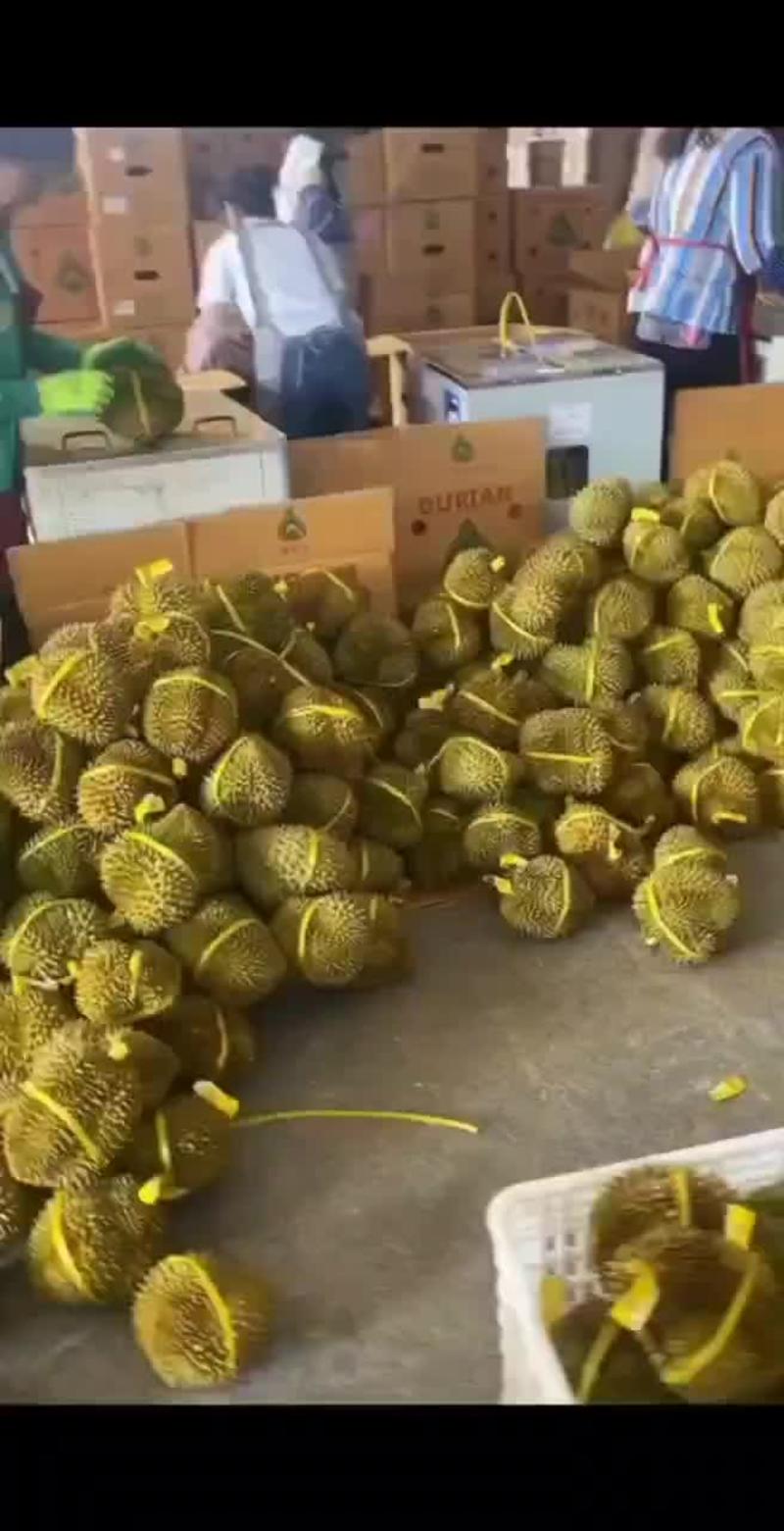 泰国金枕榴莲，一手货源产地批发坏果包赔包售后，货到付款