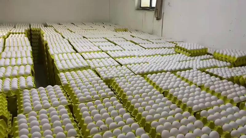 各种鸡蛋批发零售，优质货源供应链。支持一件代发