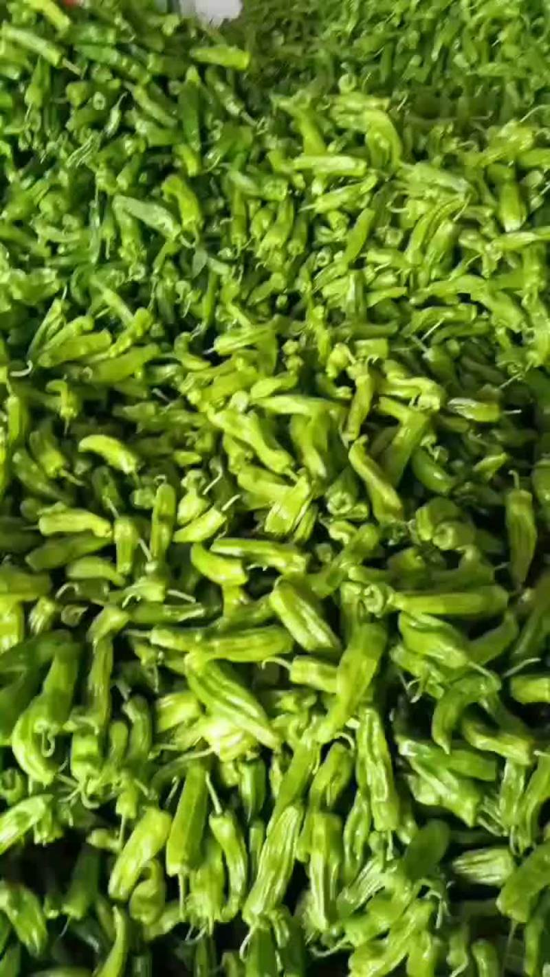 【产地发货】海南精品泡椒大量供应一手货源质量保证