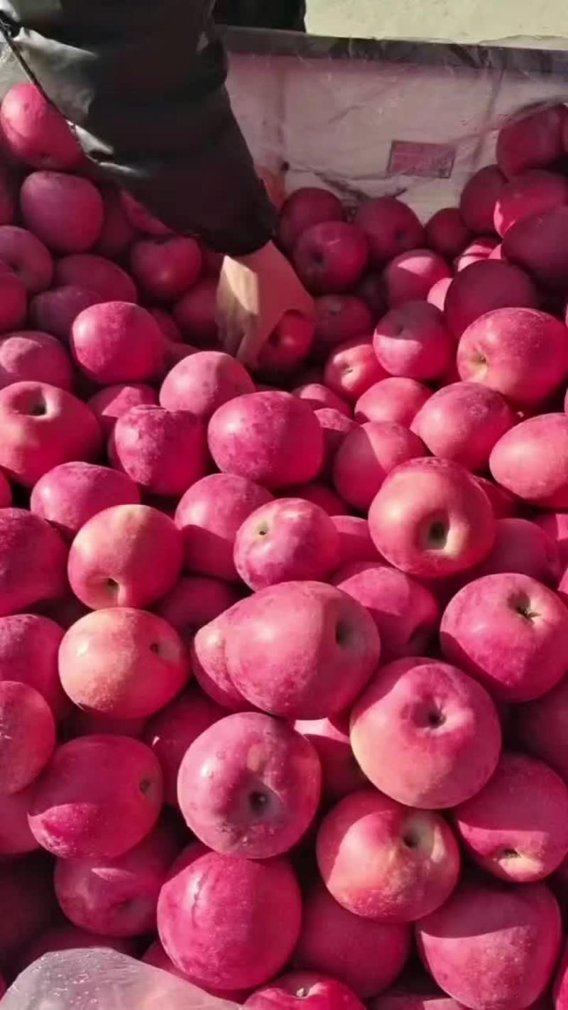 红富士苹果大量供应中山地种植口感脆甜多汁颜色靚丽