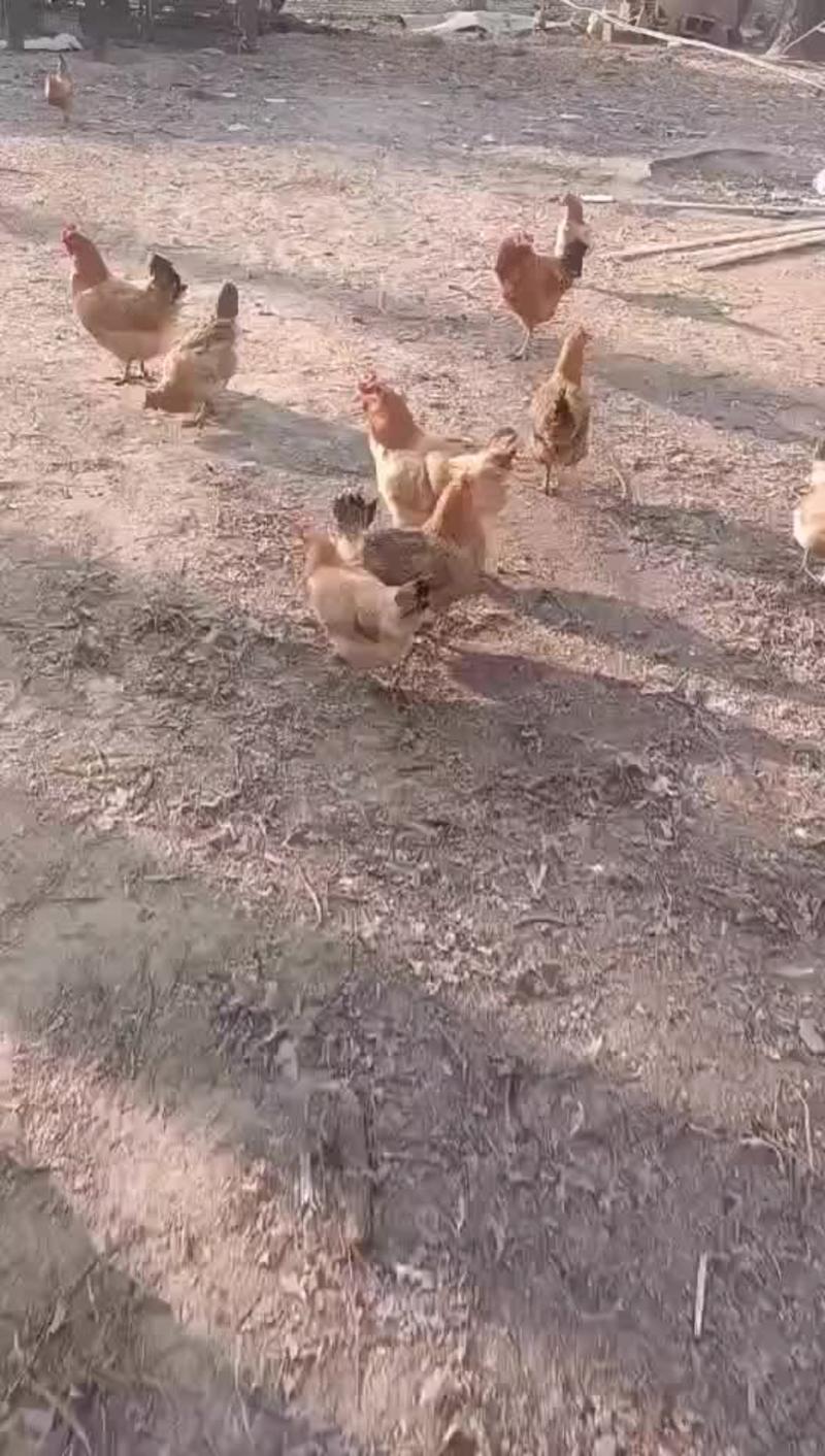 树林散养母鸡