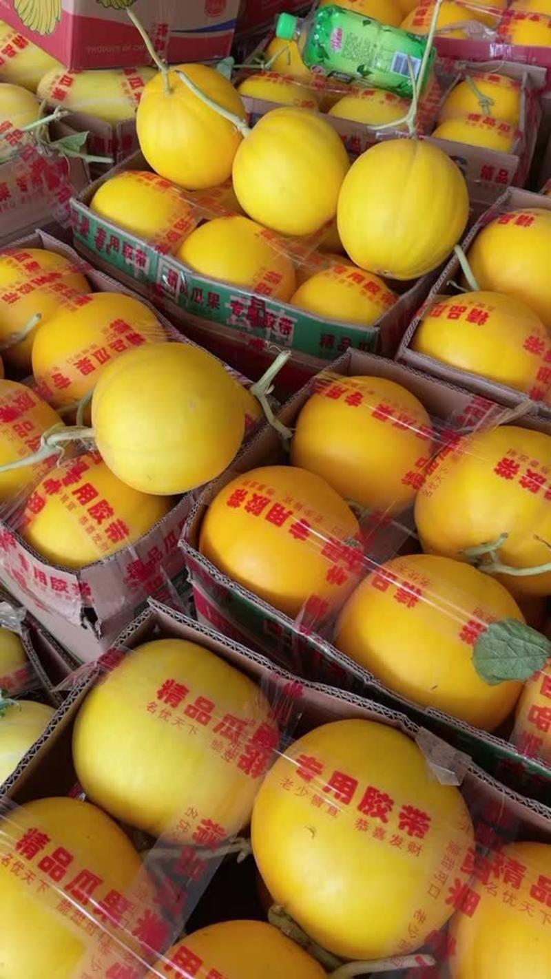 久红瑞香瓜黄河蜜软糯香甜耐运输可供全国批发市场