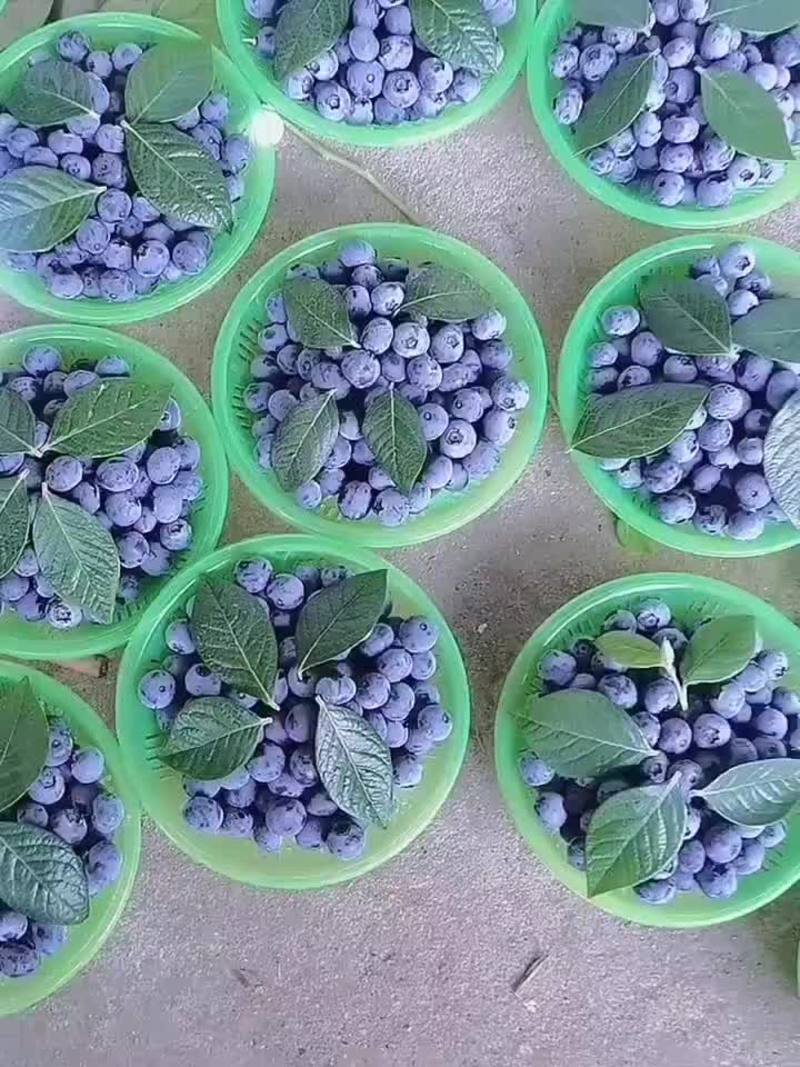 山东优质蓝莓产地一手货源质量保证价格便宜