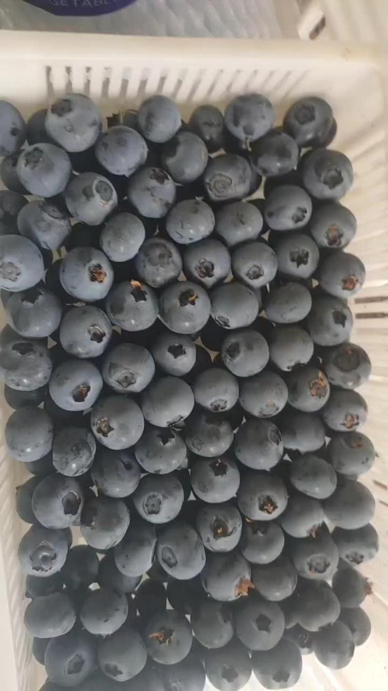 山东优质蓝莓产地一手货源质量保证价格便宜