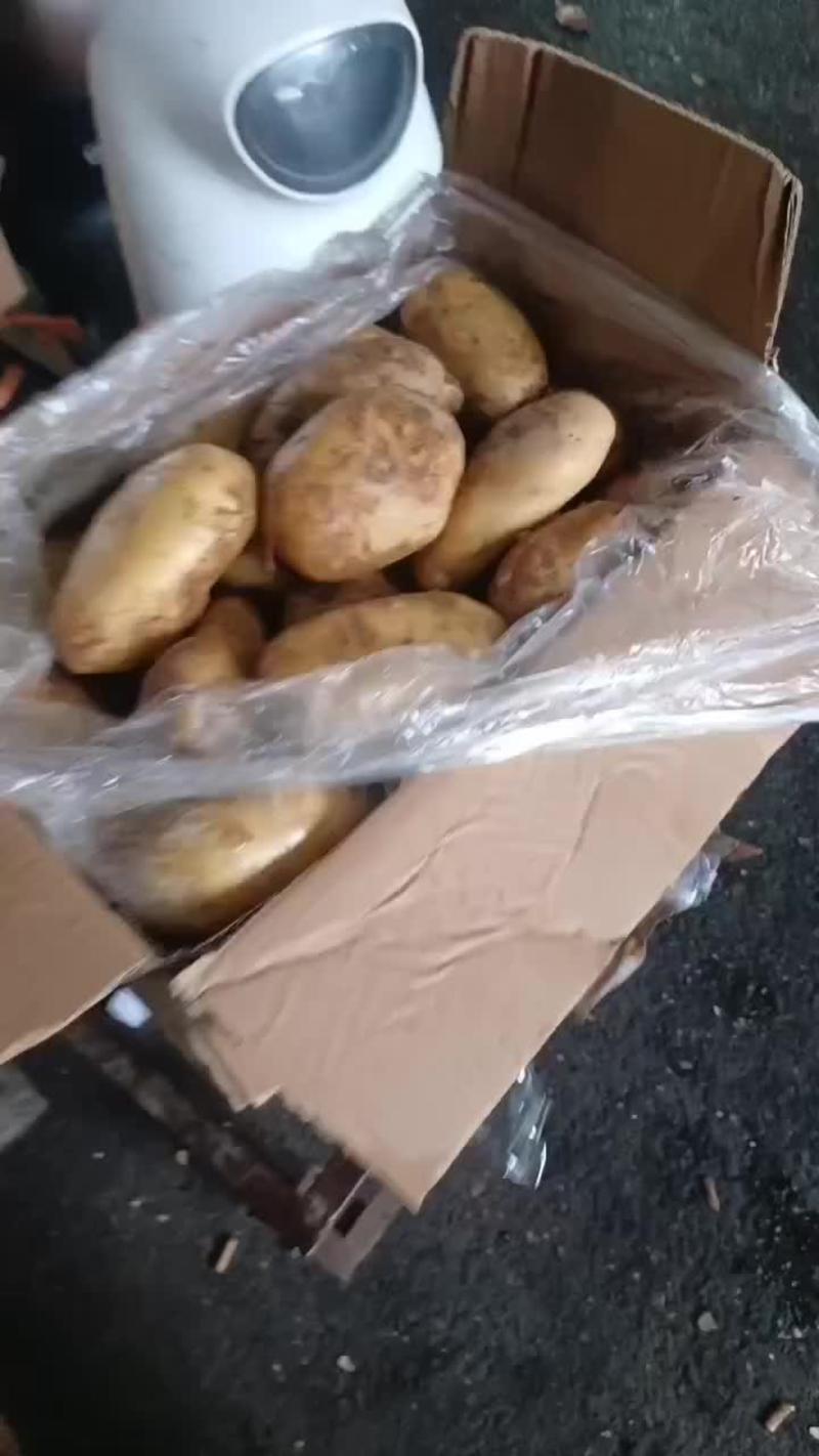 福建省土豆