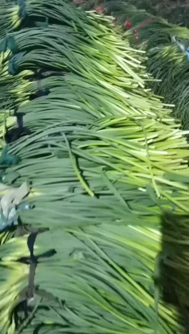 商河大蒜种植基地大量供应新鲜蒜苔，红白帽都有品种齐全
