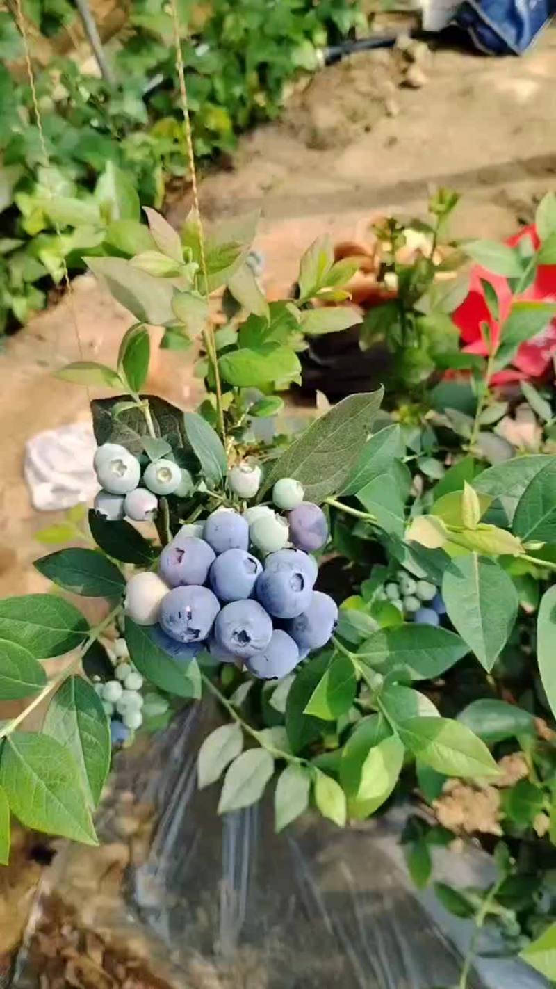 日照市莒县蓝莓大量上市。需要联系。