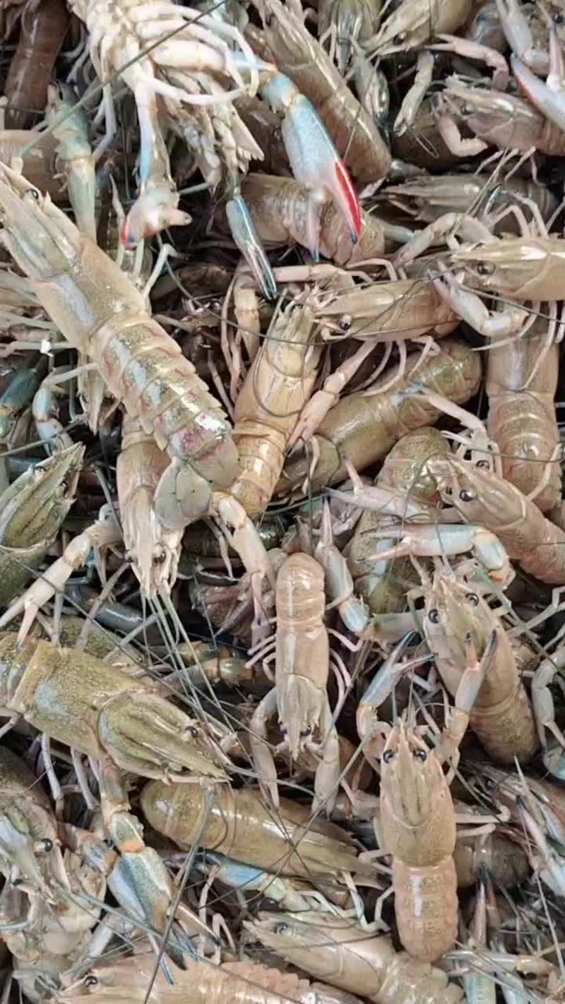 澳洲淡水龙虾新鲜蓝龙虾宠物鲜活外塘小龙虾波龙活的蓝色青龙