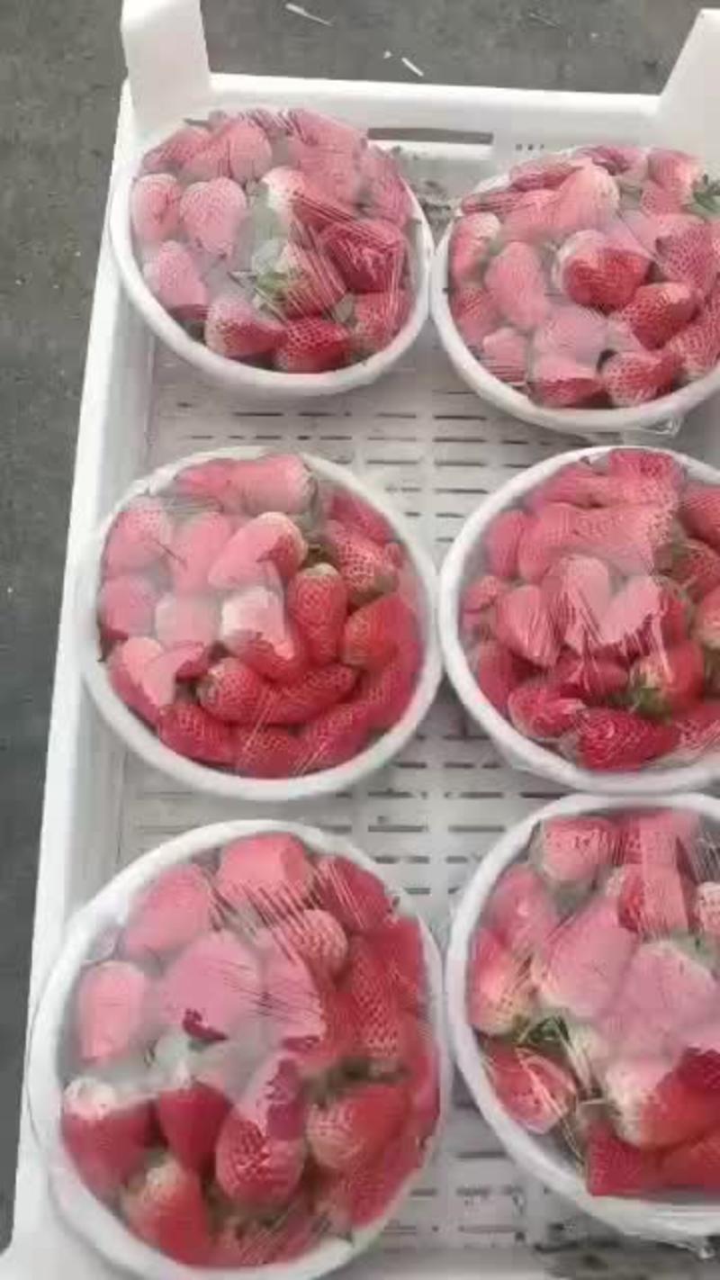 唐王有机甜宝草莓