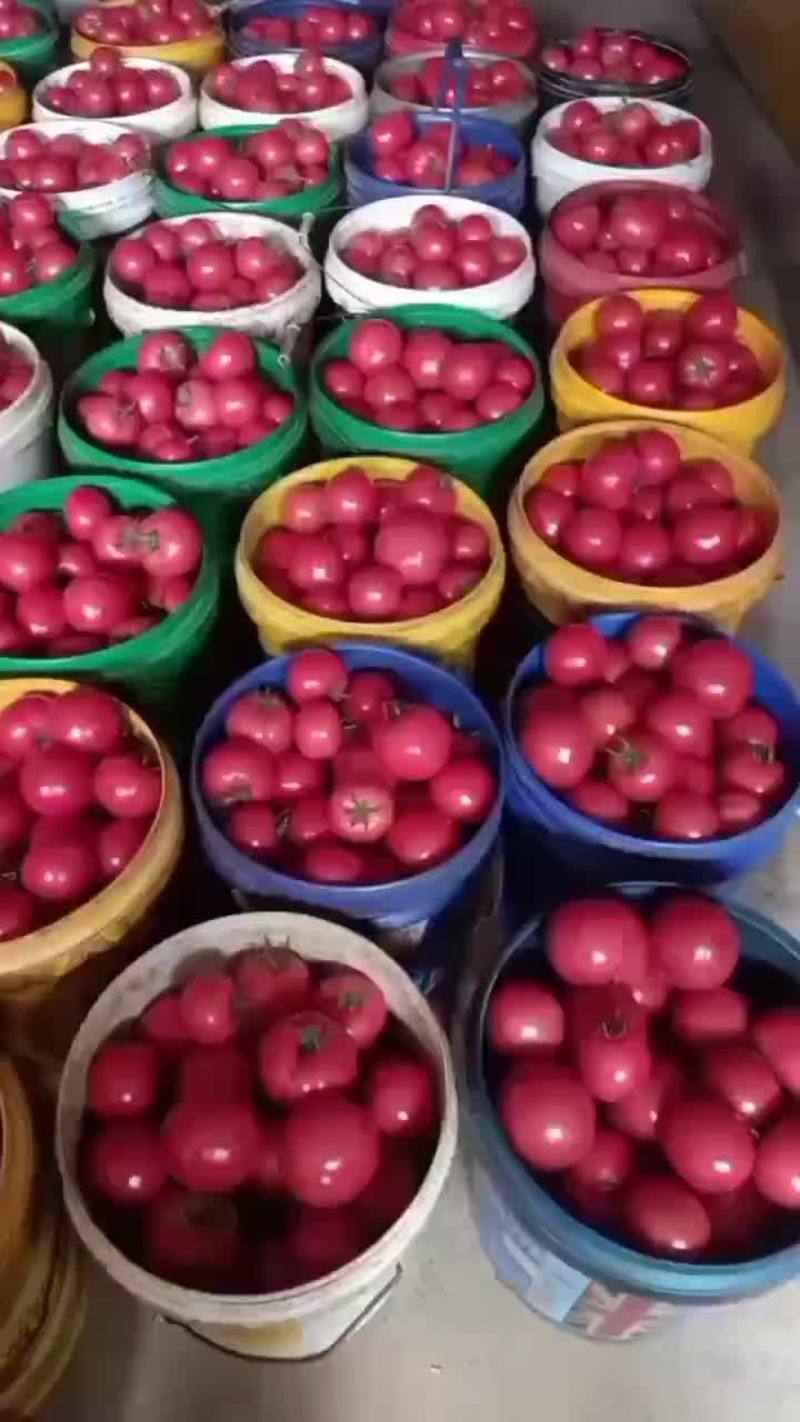 山西普罗旺斯西红柿原产地直发可对接市场社区电商团购