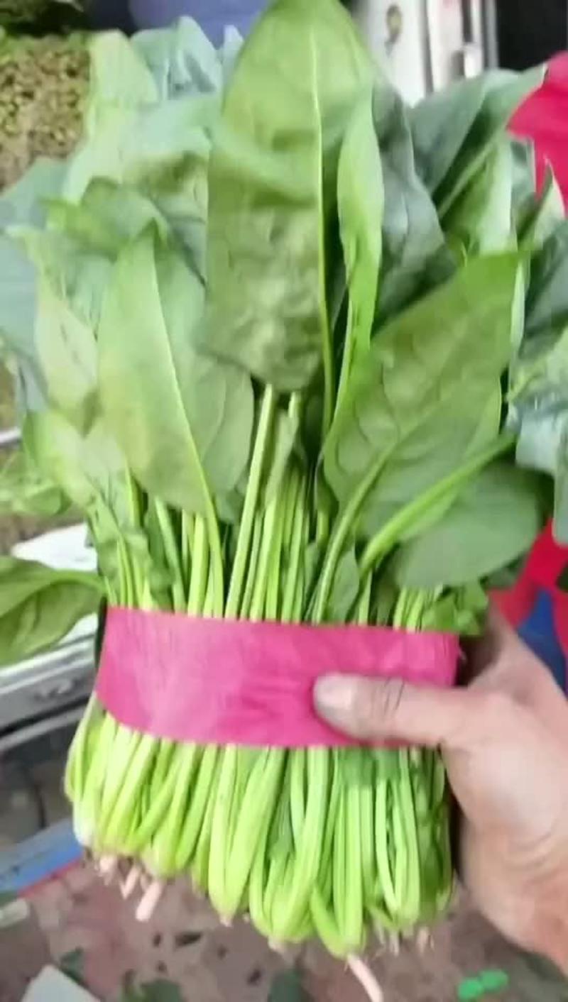 【大叶菠菜】精品菠菜产地直发价格便宜支持视频看货