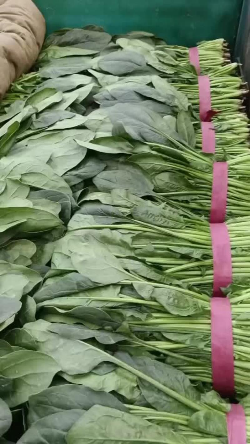 【大叶菠菜】精品菠菜产地直发价格便宜支持视频看货