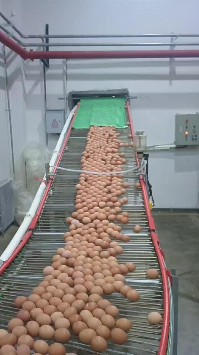 兰州市榆中县德青源鸡蛋厂，长年供货，量大从优。