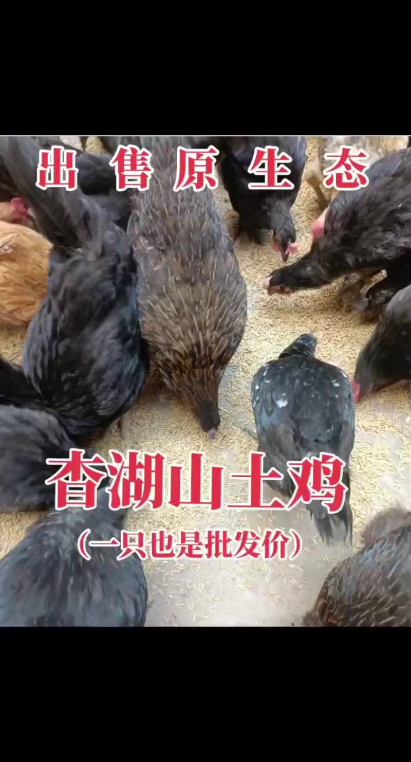 衡阳杳湖山土鸡
