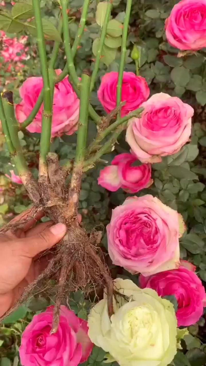 玫瑰老桩精品玫瑰老桩,新手小白都能种植