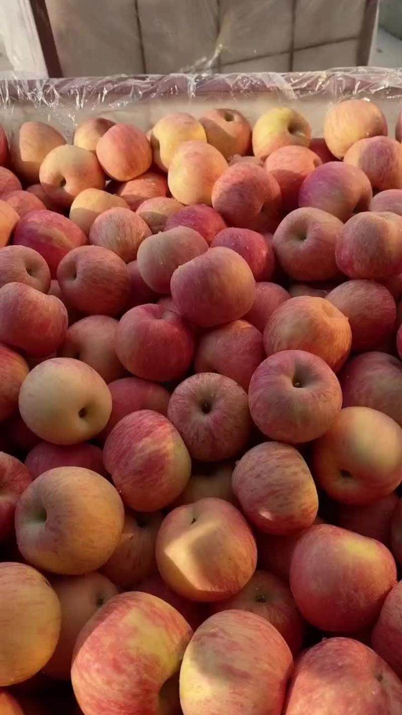 山东沂蒙山区红富士苹果，冷库红富士苹果大量出库欢迎咨询