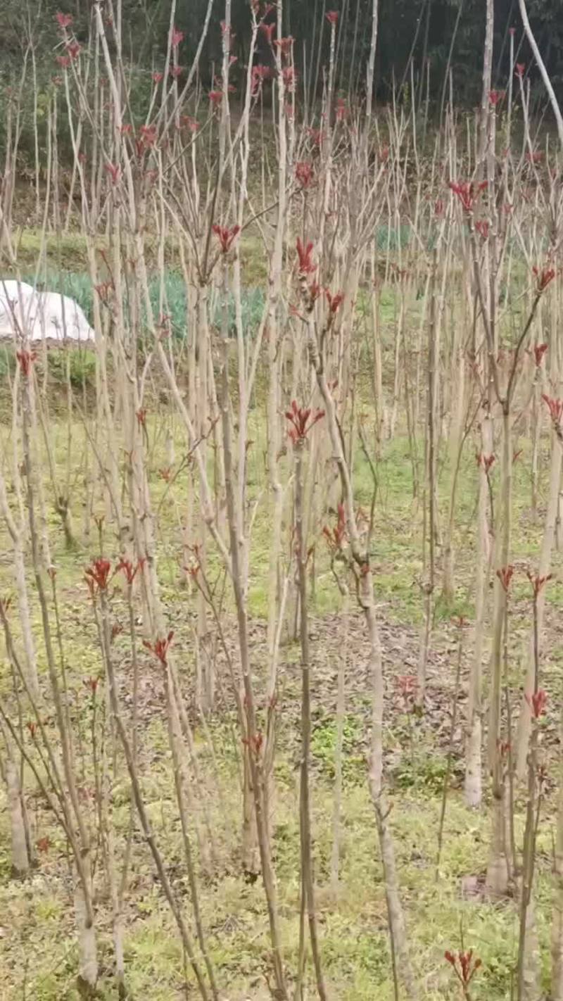 香椿芽香椿露天种植产地发货现摘现发可代收