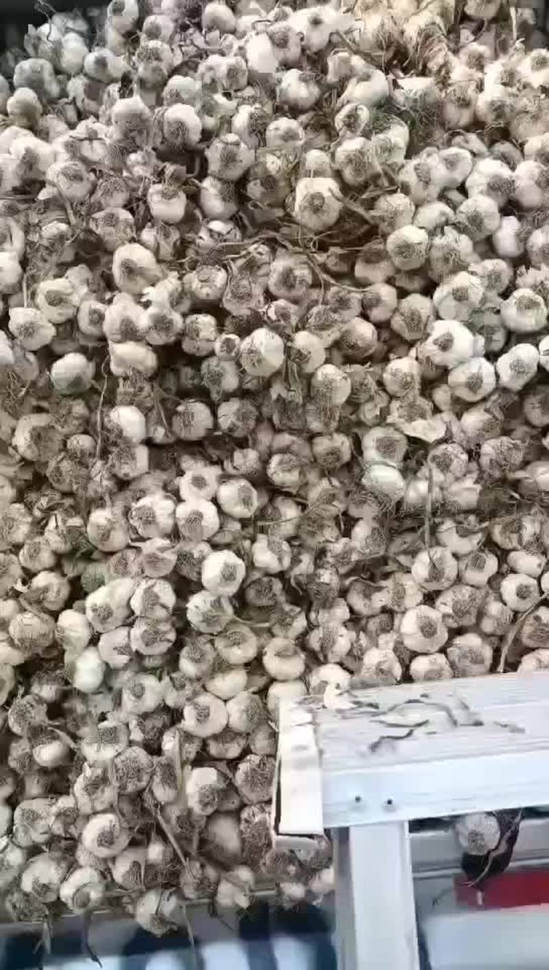 山东兰陵县大蒜，蒜种，蒜头大量出货中，欢迎订购