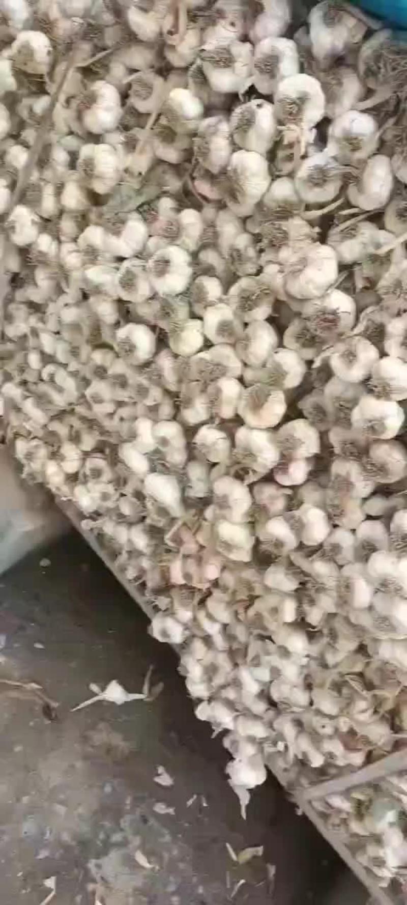 山东兰陵县大蒜，蒜种，蒜头大量出货中，欢迎订购