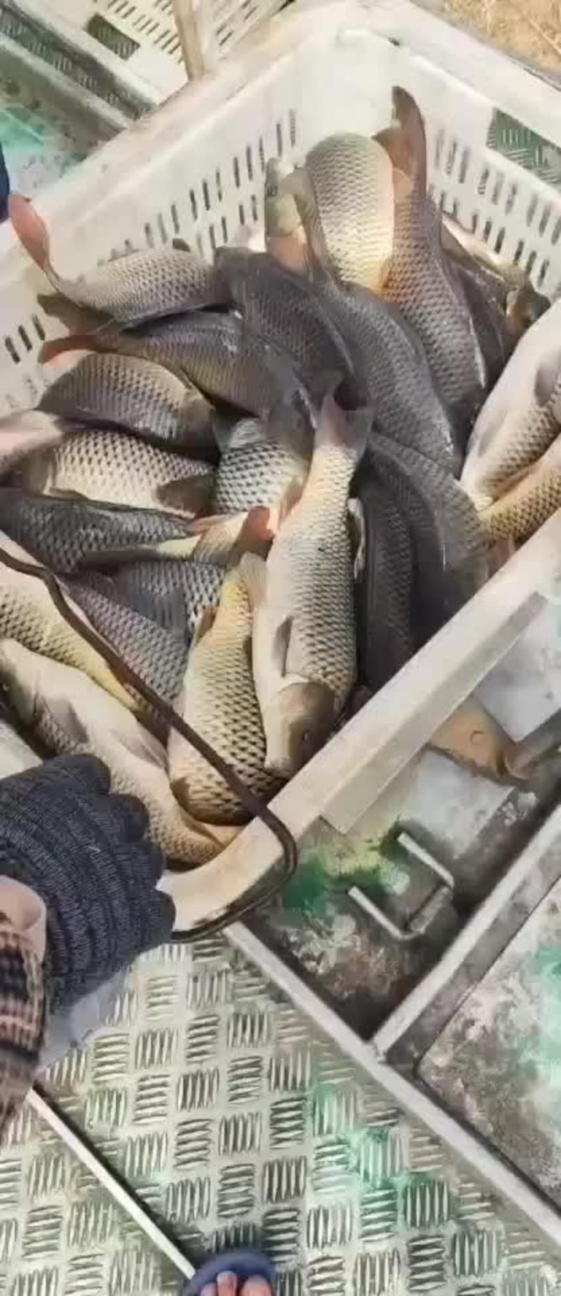 黄河大鲤鱼