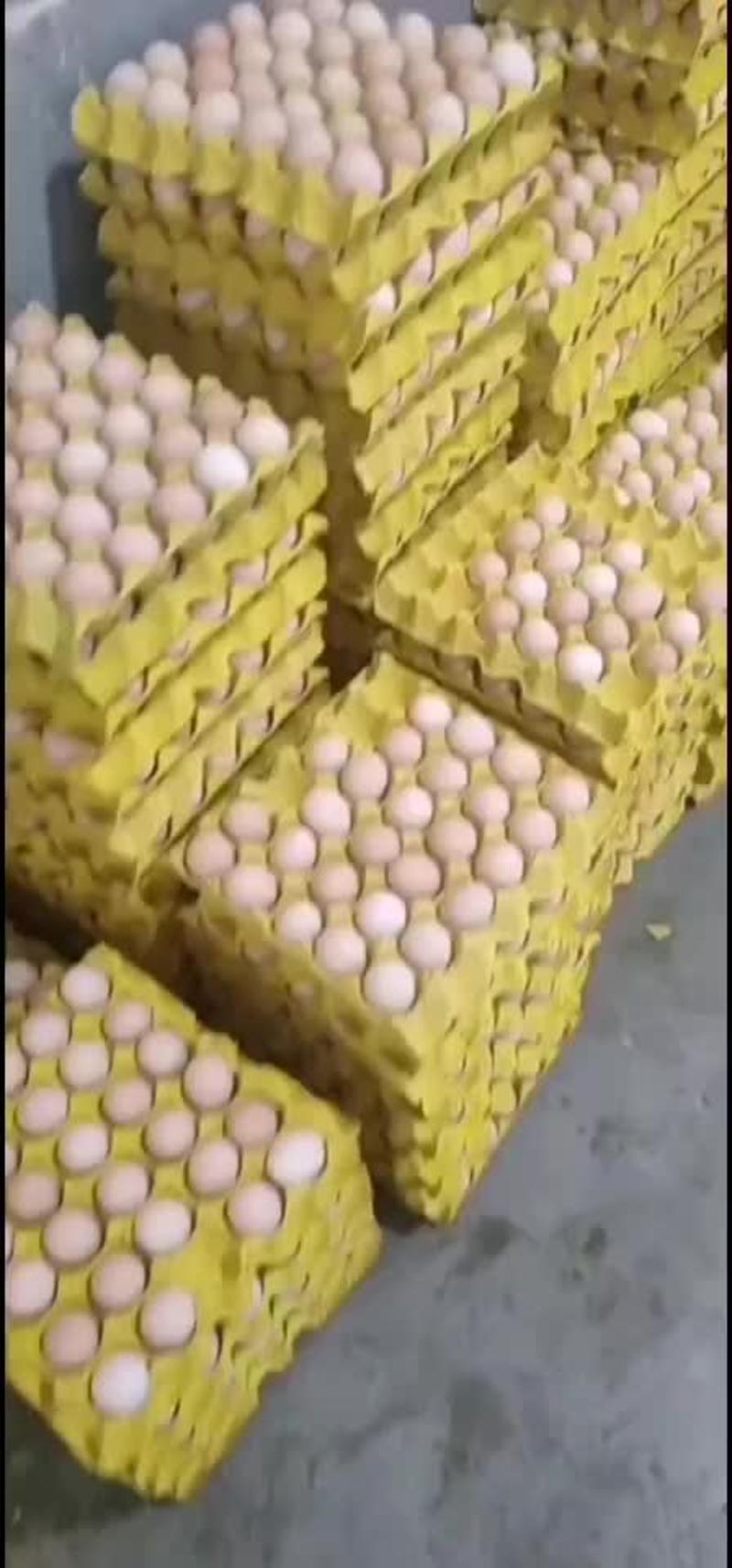 精品土鸡蛋，一手货源，场地提供，需要滴滴