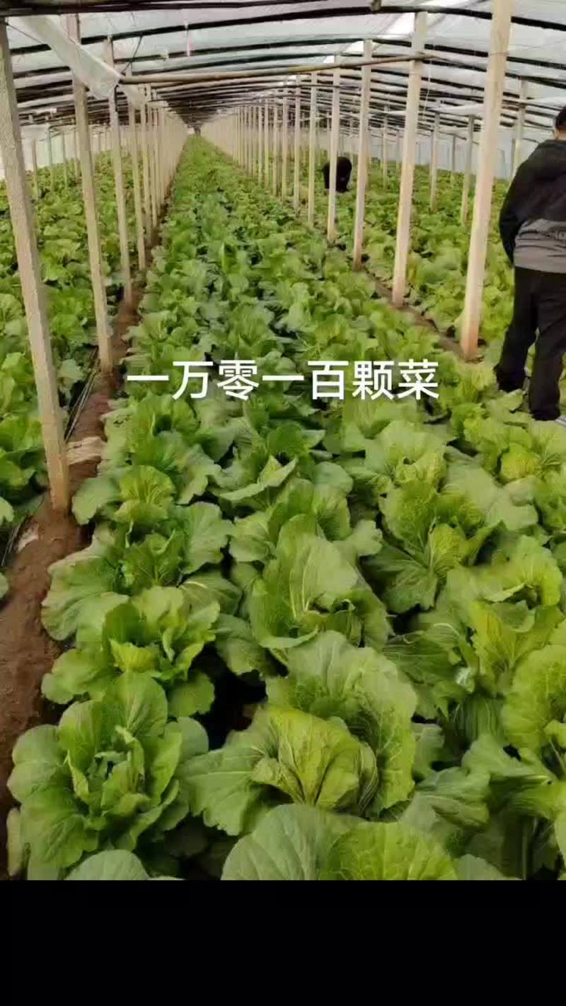 山东省青州大白菜