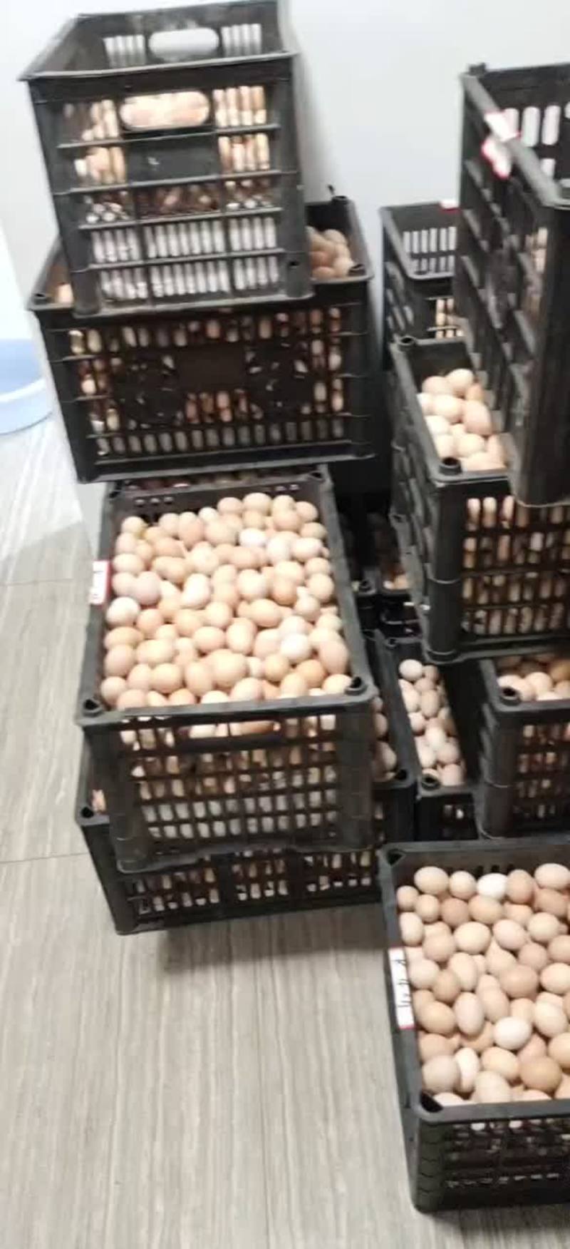 正宗山林散养土鸡蛋南京上海周边大量供货