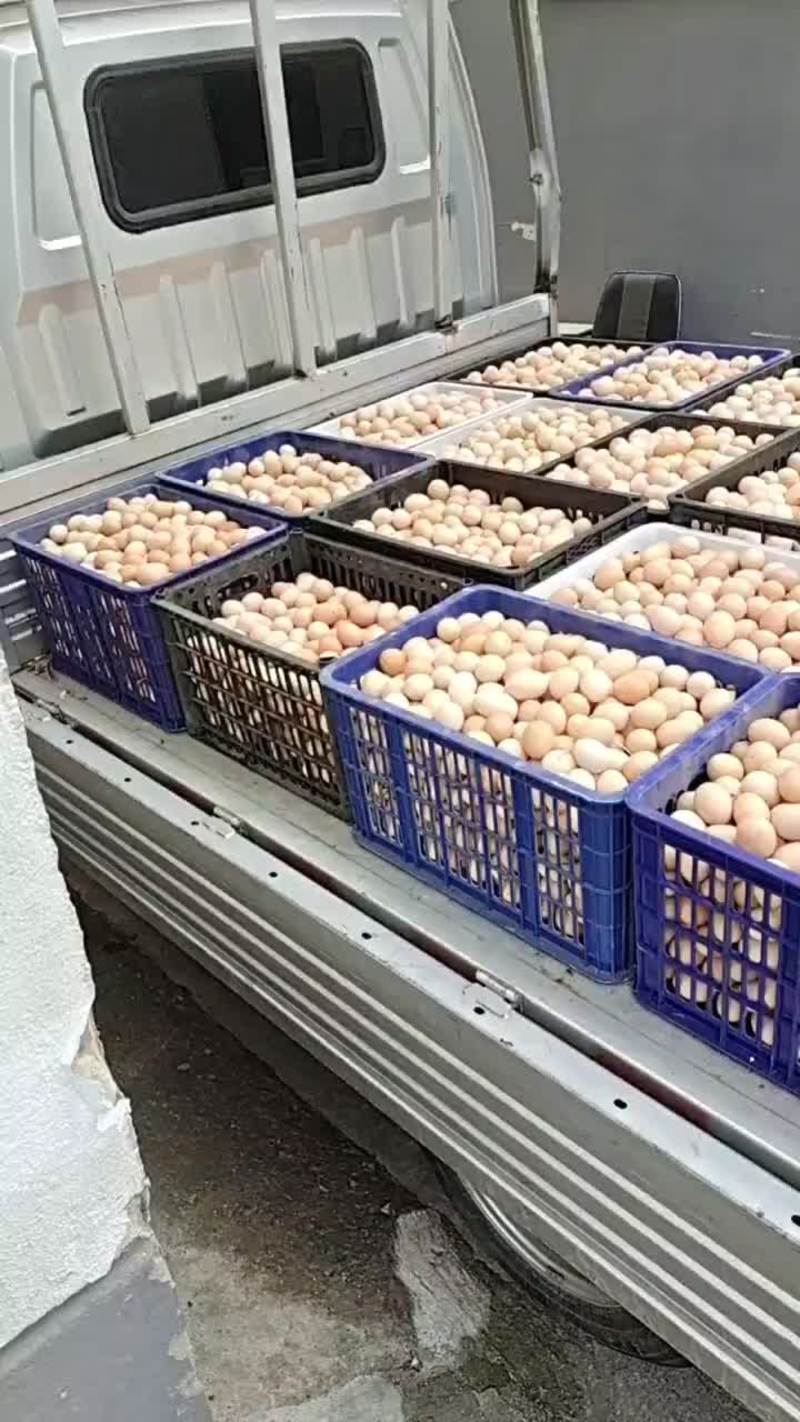 正宗山林散养土鸡蛋南京上海周边大量供货