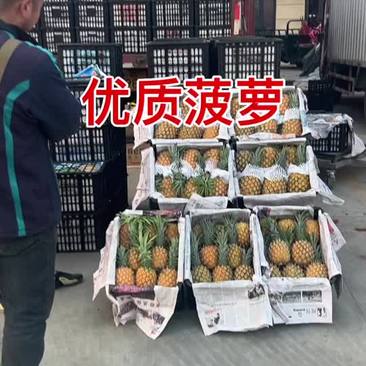 卖菠萝菠萝菠萝