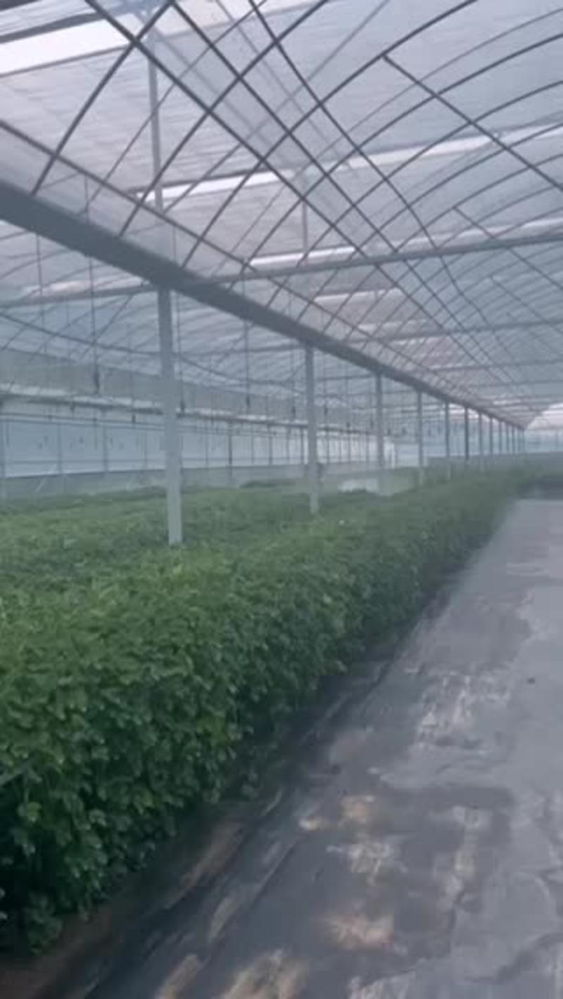 草莓苗山东淄博产地直发量大从优红颜草莓苗各种规格价格可议
