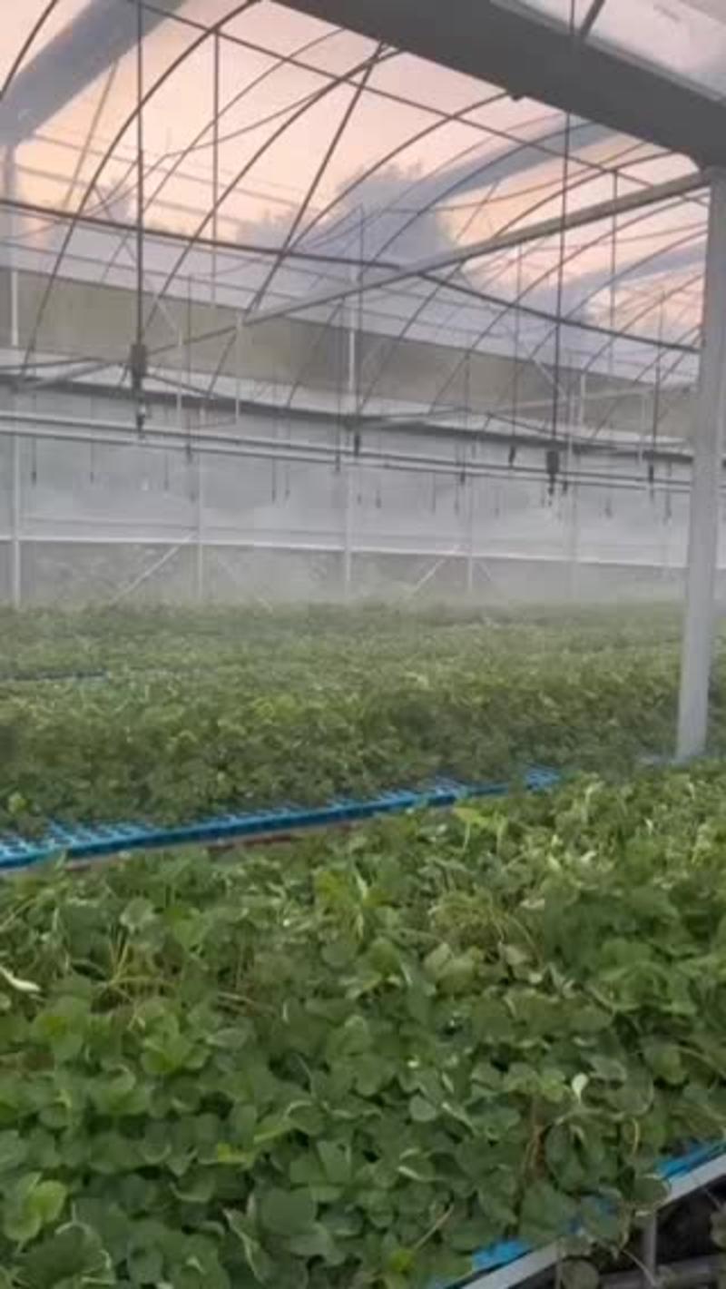 草莓苗山东淄博产地直发量大从优红颜草莓苗各种规格价格可议