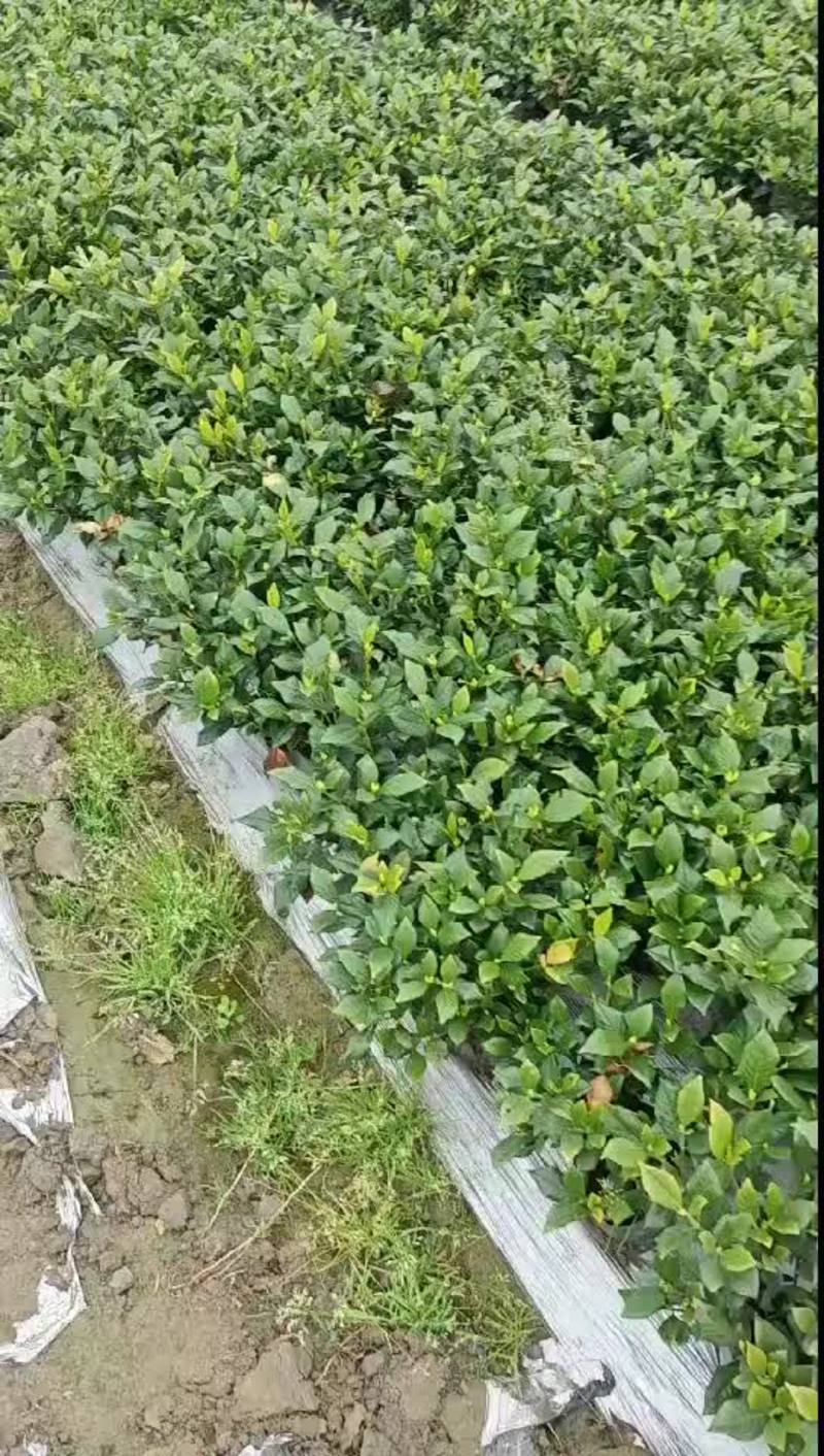 四季栀子栀子花工程绿化室内盆栽养护