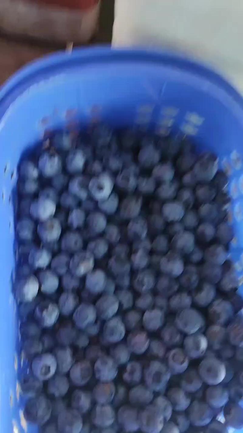 云南露天种植精品蓝莓L25、F6、优瑞卡、春高、珠宝批发