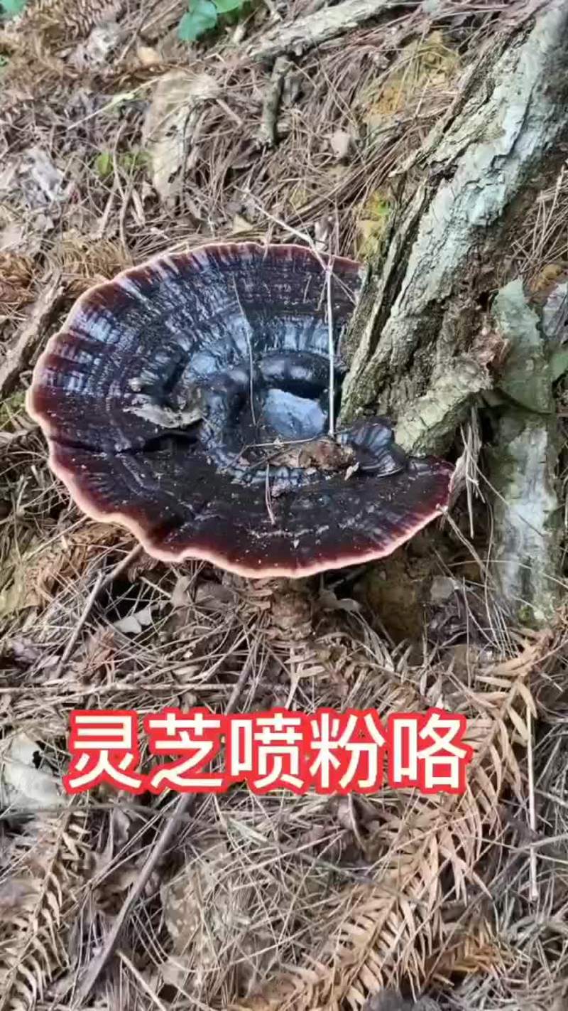 贵州天然野生灵芝产地直销