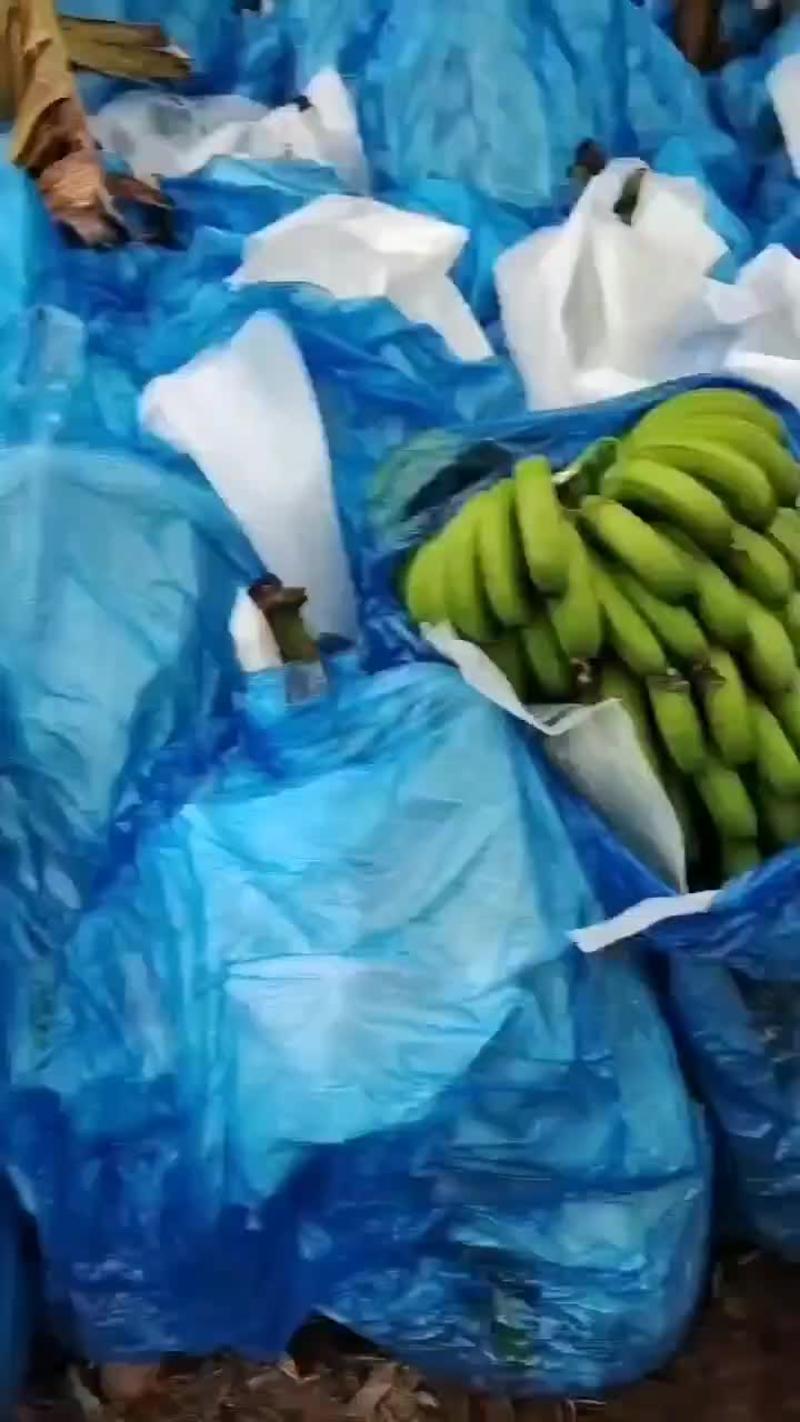 巴西香蕉
