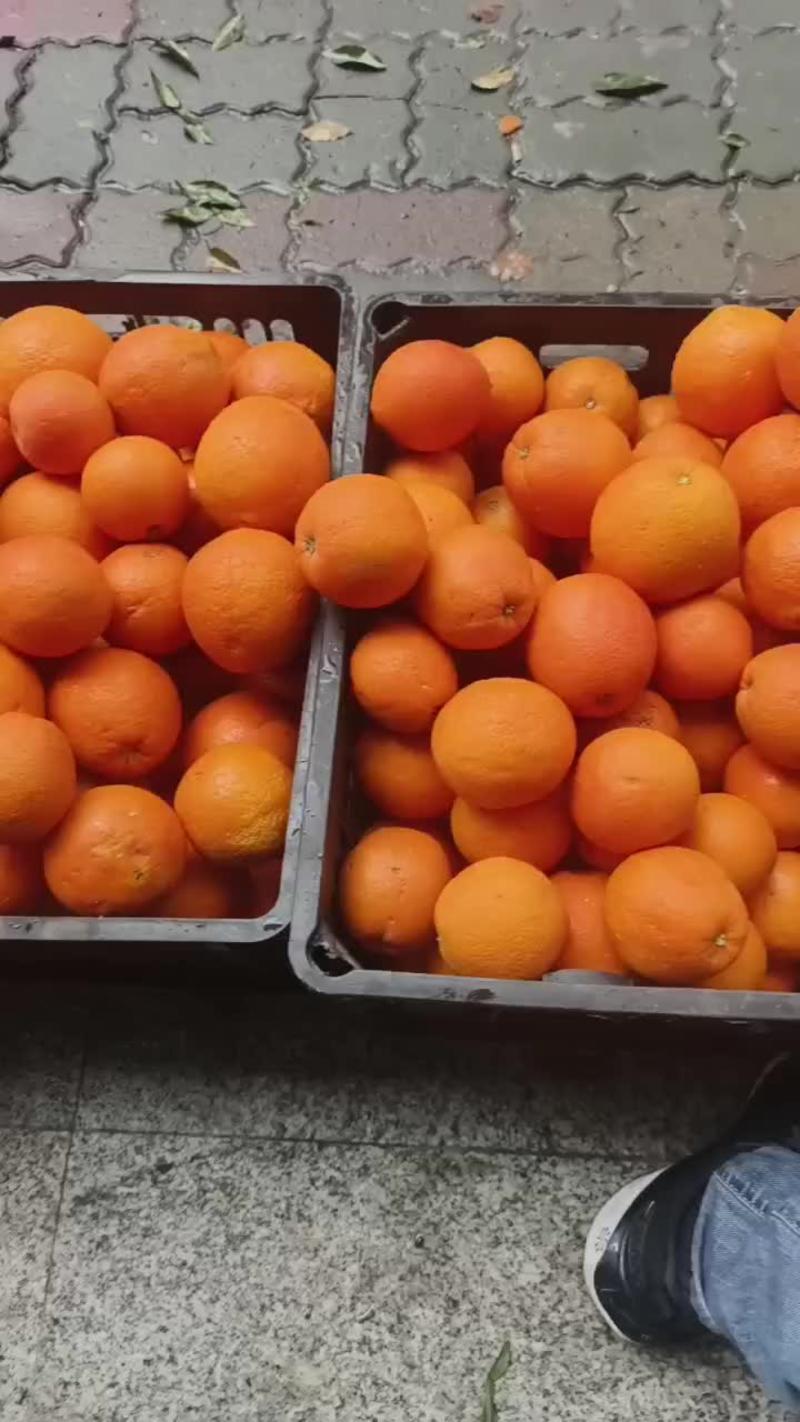 四川省奉节甜橙