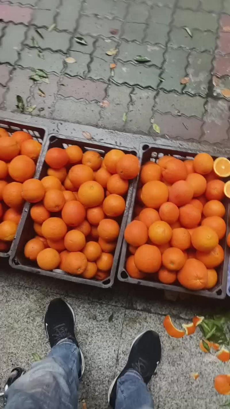 四川省奉节甜橙