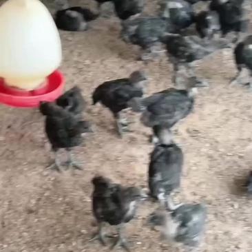 五黑童鸡母，1.2斤，可以养到4斤多，鸡健康漂亮