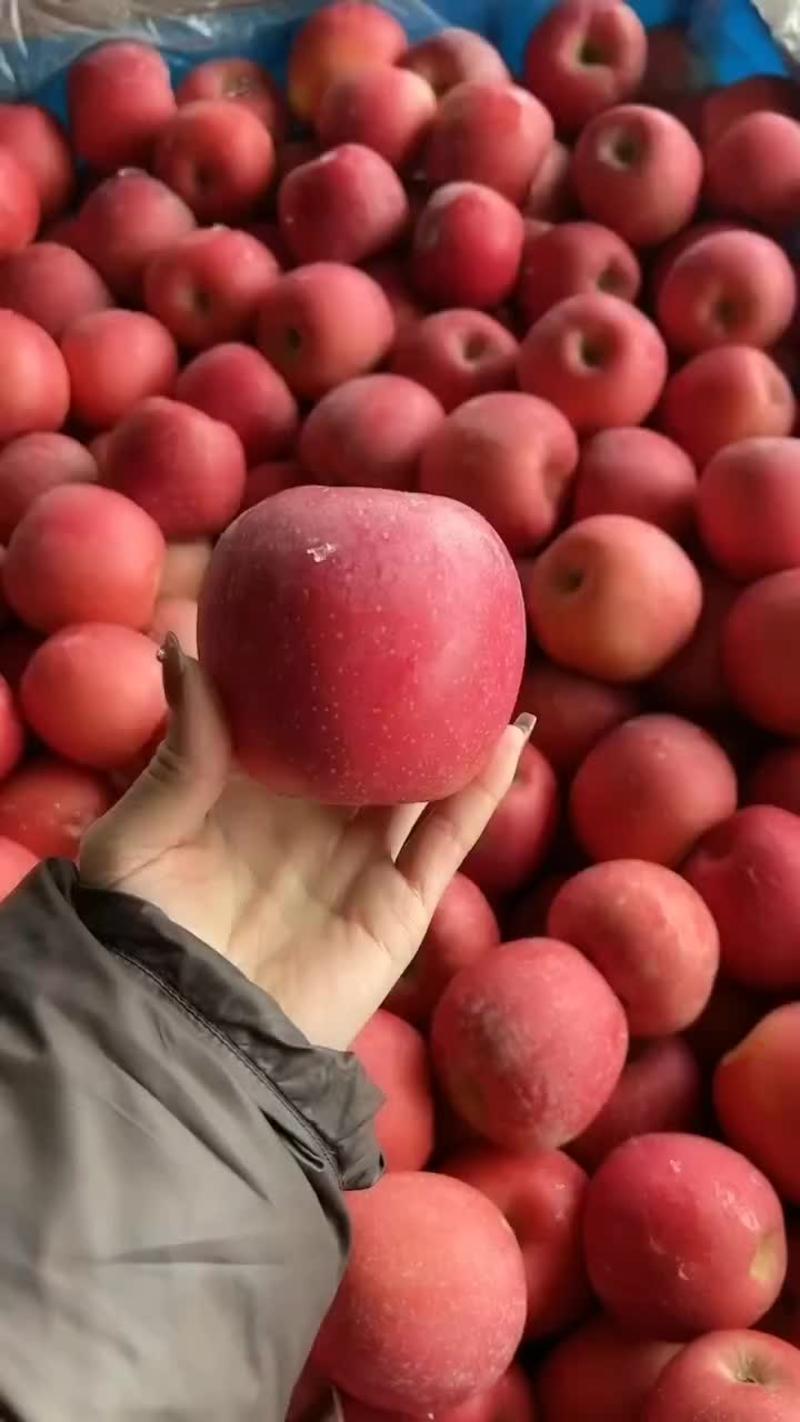 山东红富士苹果口感脆甜商超电商供货质优价廉