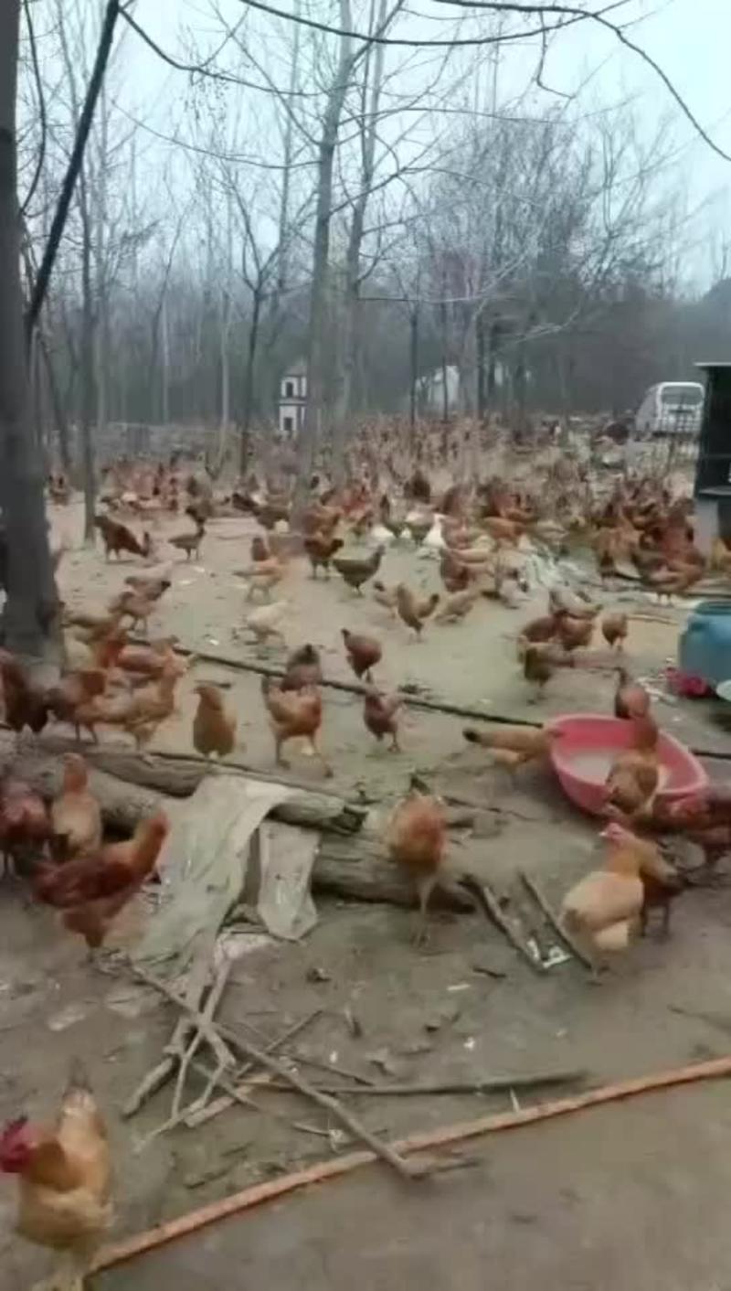 皖南土鸡走地鸡跑山鸡长期大量供应