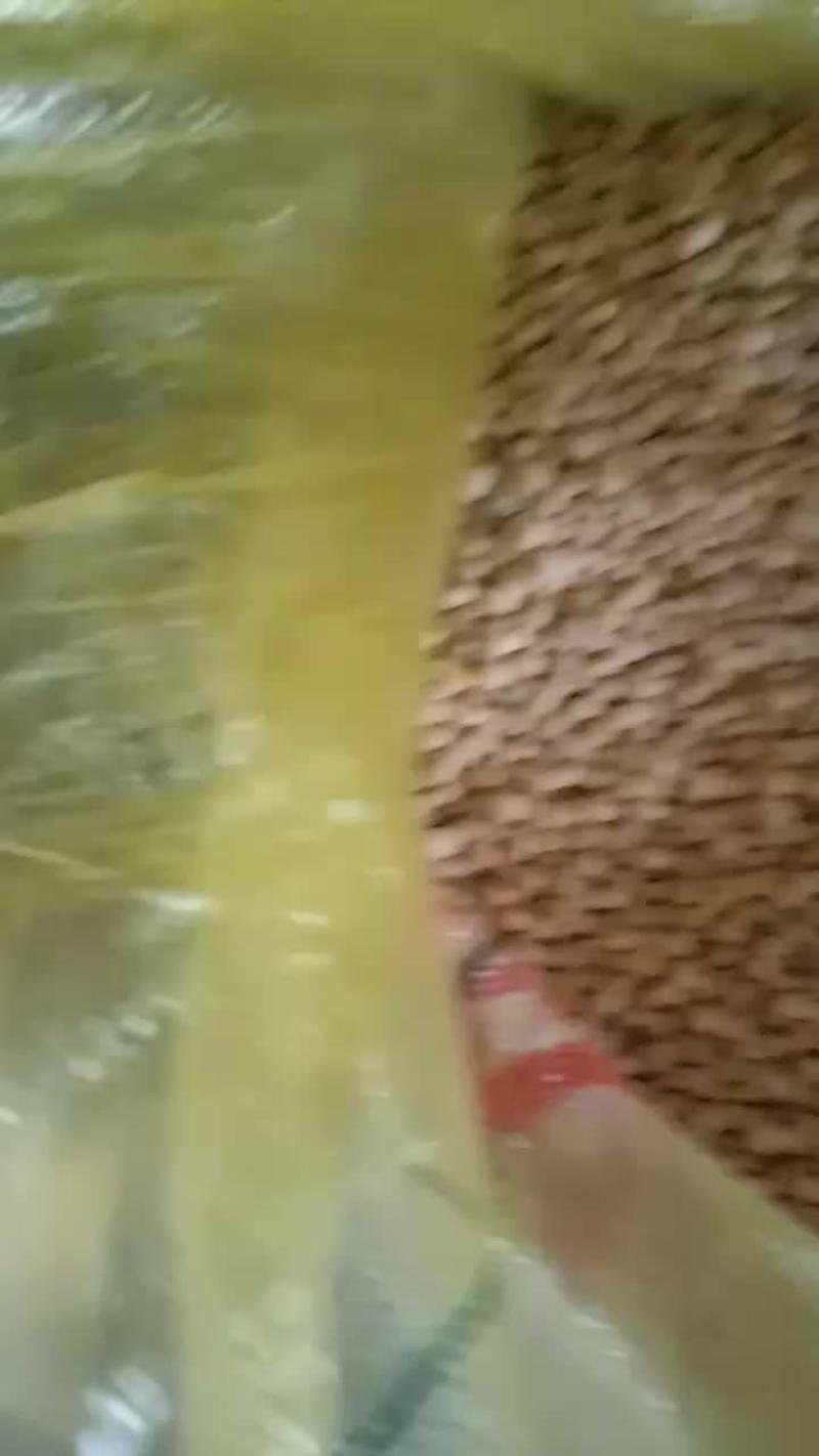 优质高蛋白黄豆全国各地发货