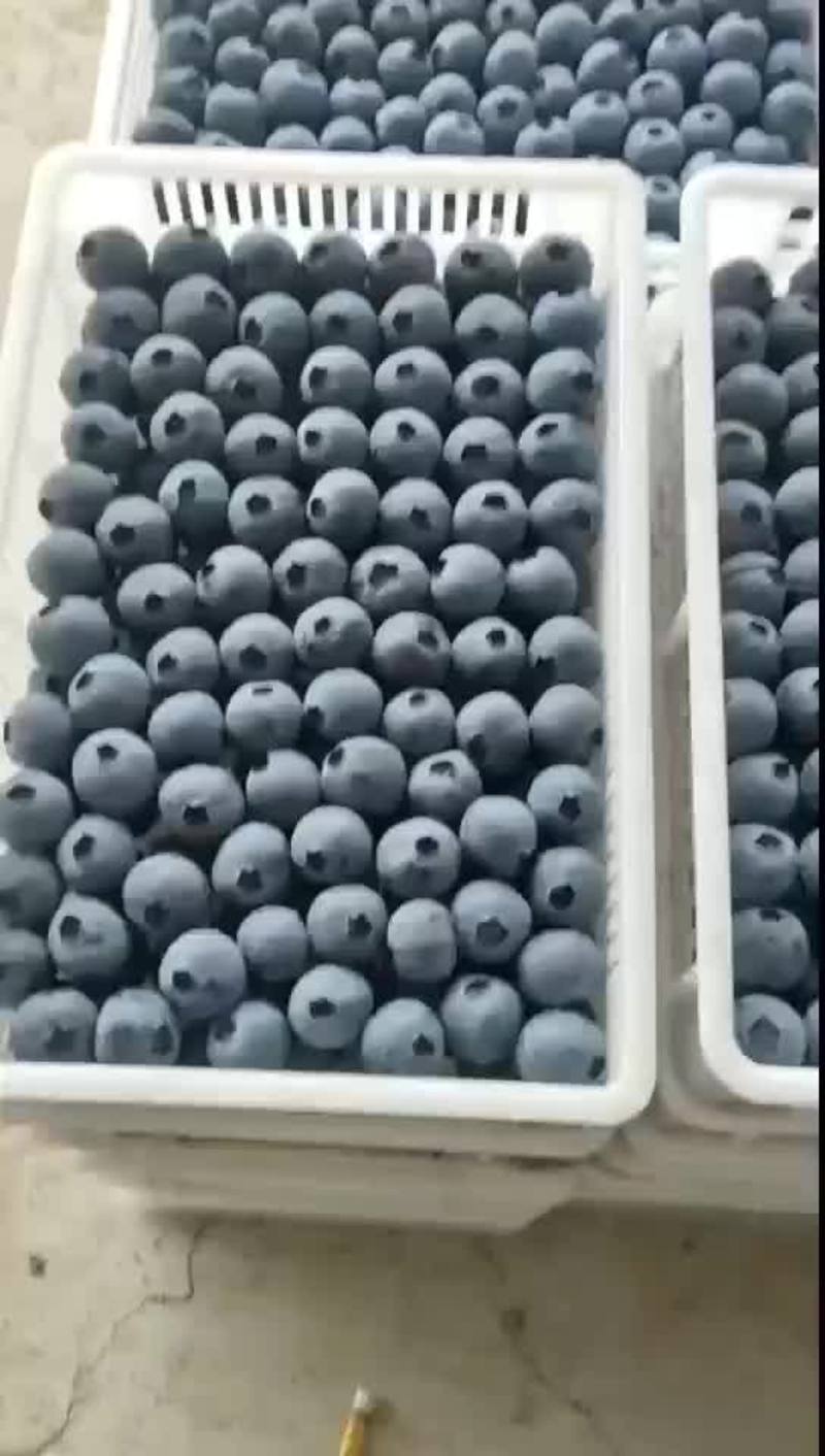 【热卖】薄雾蓝莓山东蓝莓大量有货产地直发来电更优惠